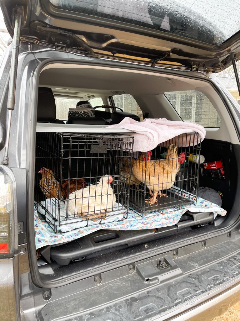 Title Moving your chicken coop and backyard chickens to a new home